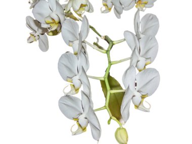Beyaz arkaplanda izole edilmiş beyaz orkide çiçekleri