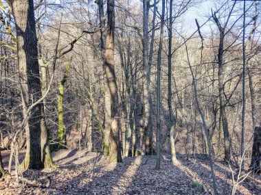 Forest landscape in January in Maramures county, Romania;