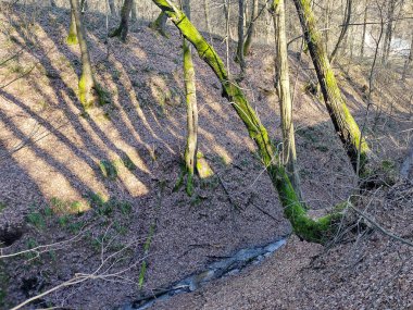 Forest landscape in January in Maramures county, Romania;