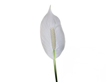 Peace lily flower isolated on white. Spathiphyllum plant