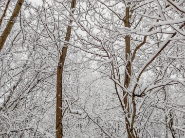 Romanya 'nın Maramures ilçesinde ağaçlara büyük kar yağdı