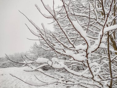 Romanya 'nın Maramures ilçesinde ağaçlara büyük kar yağdı