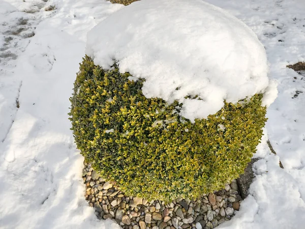 Snow Buxus Sempervirens Plant Winter Stockbild