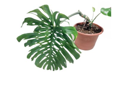 Beyaz arka planda izole edilmiş İsviçre peyniri bitkisi. Monstera deliciosa bitkisi