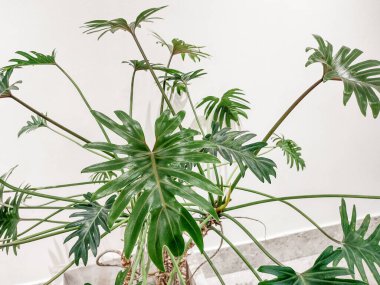 Philodendron Winterbourn plant. Philodendron xanadu