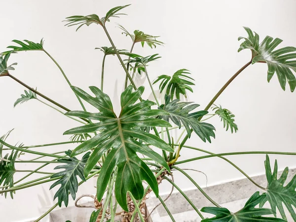 Philodendron Winterbourn plant. Philodendron xanadu