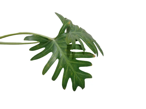 Philodendron Winterbourn Plant Philodendron Xanadu Images De Stock Libres De Droits