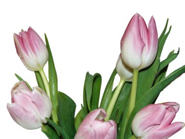 Pink tulips isolated on white background. Tulip flowers