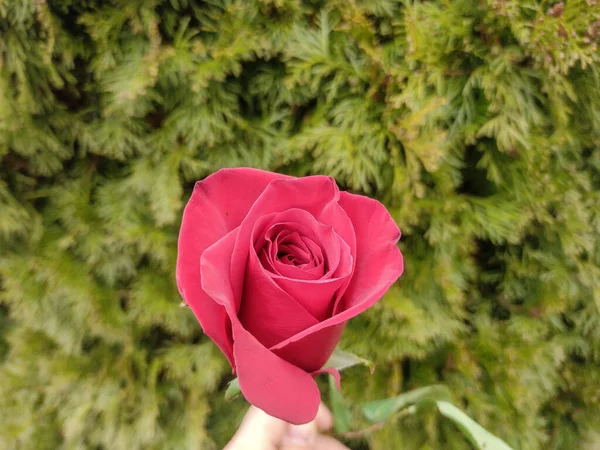 Κόκκινο Τριαντάφυλλο Πράσινο Φόντο — Φωτογραφία Αρχείου