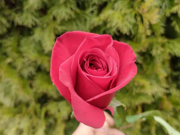 Κόκκινο Τριαντάφυλλο Πράσινο Φόντο — Φωτογραφία Αρχείου
