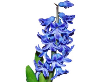 Sümbül çiçeği beyaz arka planda izole edilmiş. Hyacinthus orientalis