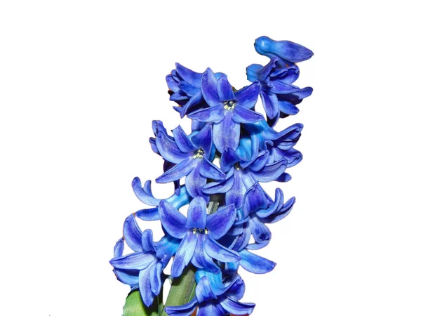 Hyacintový Květ Izolovaný Bílém Pozadí Hyacinthus Orientalis — Stock fotografie