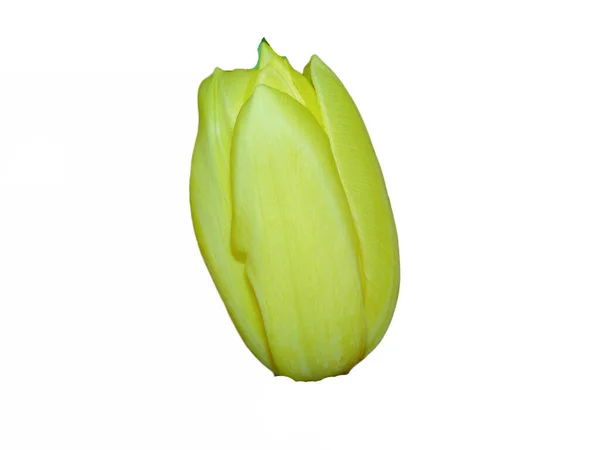 Fleur Tulipe Jaune Isolée Sur Fond Blanc — Photo