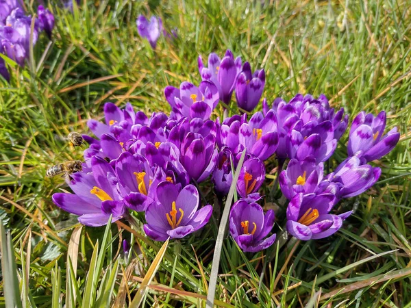 Цветы Крокусов Весной Округе Марамуреш Румыния — стоковое фото