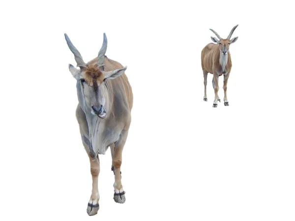 Dvě Elitní Antilopy Taurotragus Oryx Izolované Bílém Pozadí — Stock fotografie