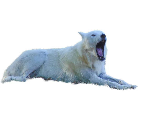 Witte Wolf Geïsoleerd Witte Achtergrond — Stockfoto