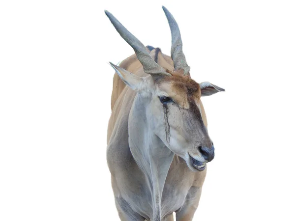 Είδος Αντιλόπης Αντιλόπη Taurotragus Oryx Απομονωμένα Λευκό Φόντο — Φωτογραφία Αρχείου