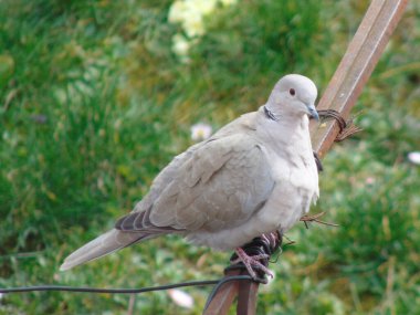 Avrasya yakalı güvercini (Streptopelia decaocto) metal bir çubuğun üzerinde oturur