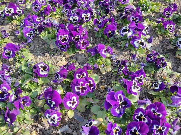 Μωβ Λουλούδια Του Κήπου Την Άνοιξη — Φωτογραφία Αρχείου