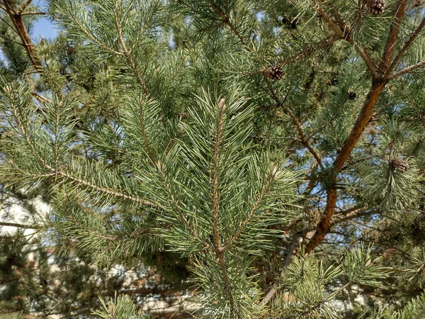 Πάιν Του Σκότ Στη Ρουμανία Pinus Sylvestris — Φωτογραφία Αρχείου