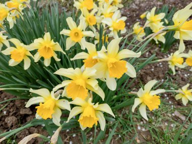 Baharda nergisler Romanya 'nın Maramures kentinde çiçek açıyor