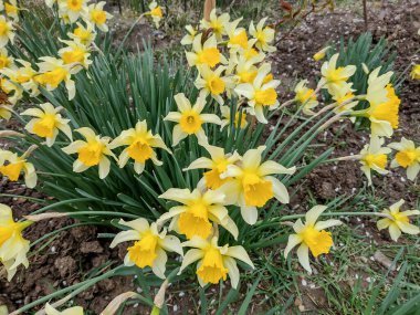 Baharda nergisler Romanya 'nın Maramures kentinde çiçek açıyor