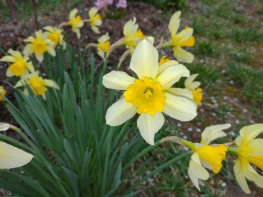 Baharda nergisler Romanya 'nın Maramures kentinde çiçek açıyor