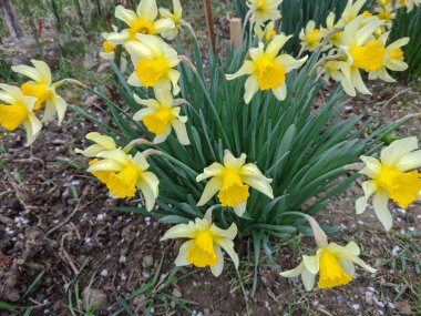 Baharda nergisler Romanya 'nın Maramures kentinde çiçek açıyor