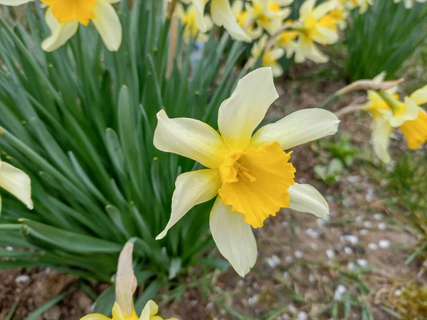 Narcisos Flores Primavera Maramures Roménia — Fotografia de Stock