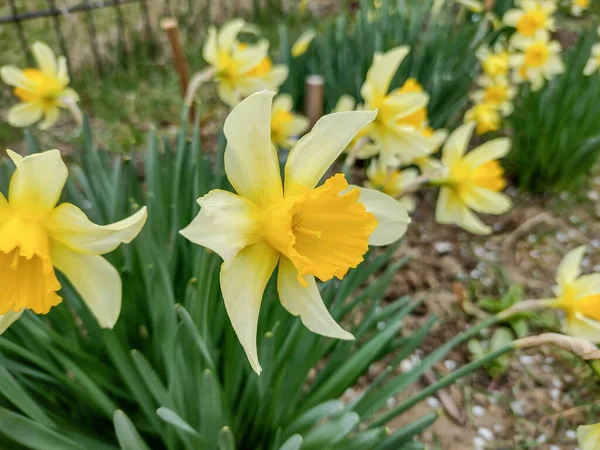 Narcisos Flores Primavera Maramures Roménia — Fotografia de Stock