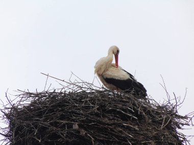 Leylek baharda yuvada - Romanya, Maramures 'da