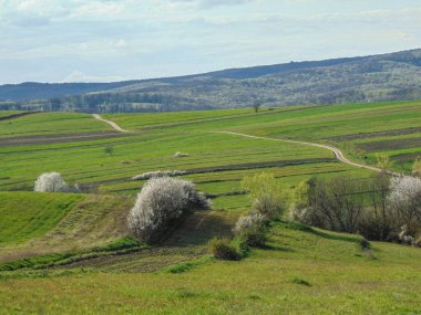 Romanya 'da bahar manzarası. Nisan 'da doğal manzara