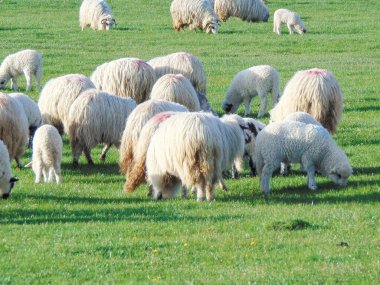 Romanya 'nın Maramures ilçesinde otlayan koyun sürüsü