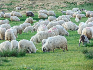 Romanya 'nın Maramures ilçesinde otlayan koyun sürüsü