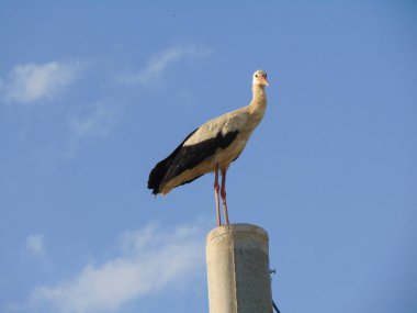 Romanya 'nın Maramures ilçesinde bir leylek elektrik direğinde oturuyor