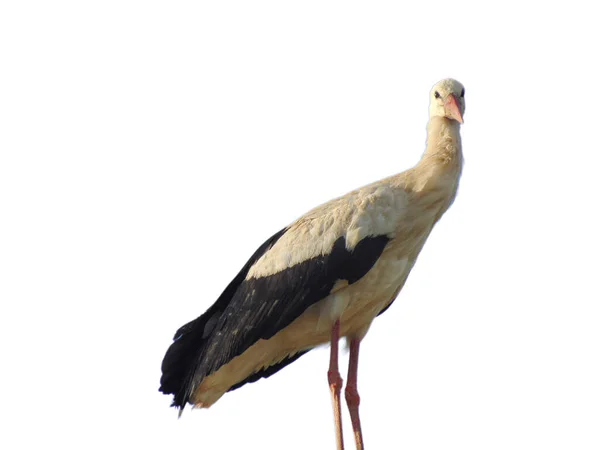 Stork Isolerad Vit Bakgrund — Stockfoto