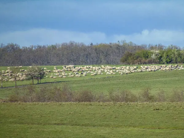 Flock Sheep Grazing Romania — Stock Photo, Image
