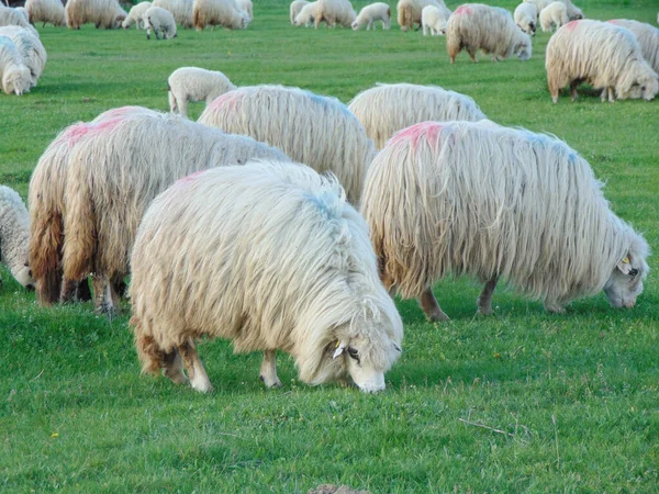Flock Får Bete Maramures Län Rumänien — Stockfoto