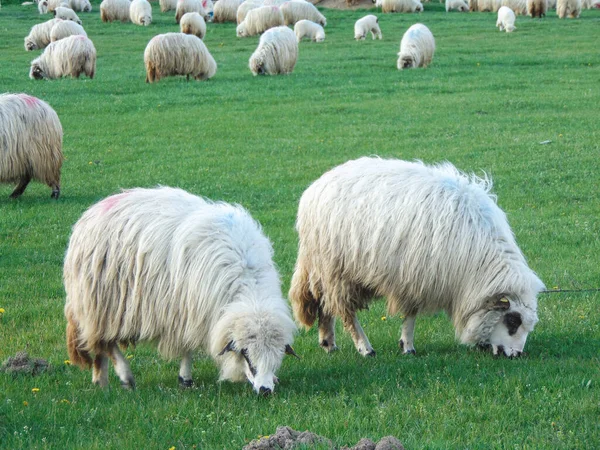 Flock Sheep Grazing Maramures County Romania — Stock Photo, Image