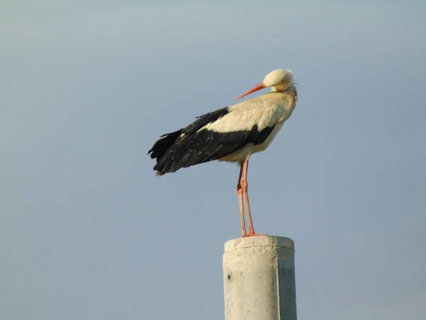 Stork Sitting Electricity Pole Maramures County Romania — Stock Photo, Image