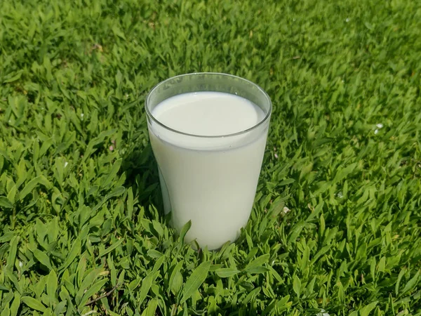 Ποτήρι Αγελαδινού Γάλακτος Στο Γρασίδι — Φωτογραφία Αρχείου