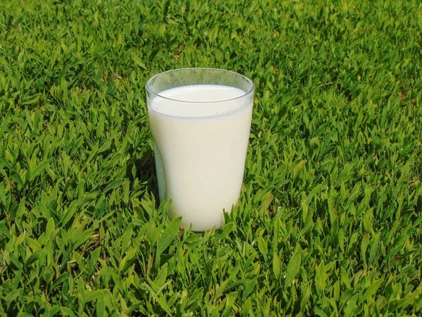 Glas Komjölk Gräset — Stockfoto