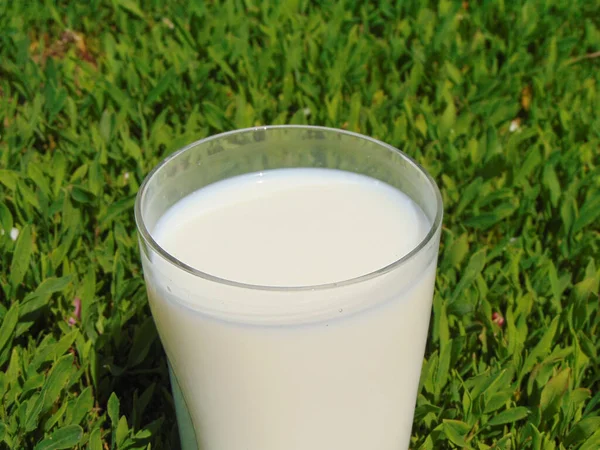 Стакан Коровьего Молока Траве — стоковое фото