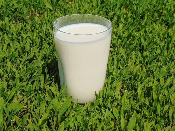 Glass Cow Milk Grass — Stock Photo, Image