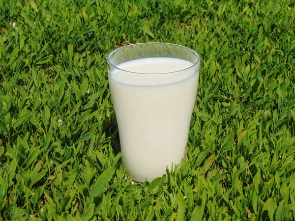 Glas Komjölk Gräset — Stockfoto