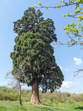 Romanya 'nın Maramures ilinin Ardusat köyündeki Sequoia dev çay ağacı. Ağaç 200 yıldan daha eski.