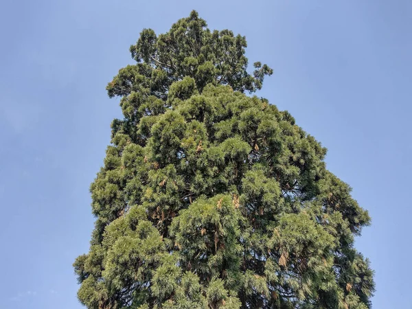 stock image Sequoia gigantea tree in the village of Ardusat in Maramures county, Romania. The tree is over 200 years old