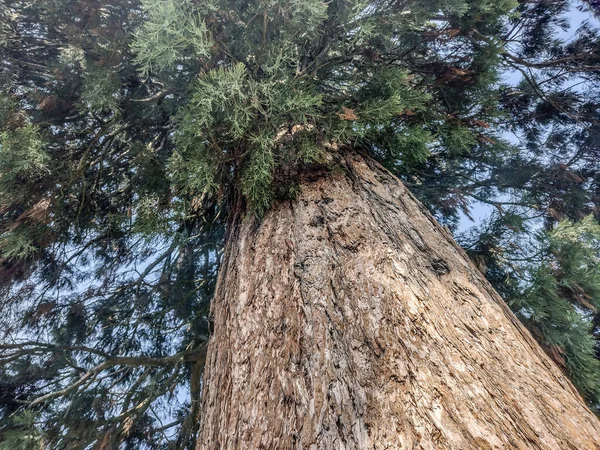 Ствол Чайного Дерева Sequoia Расположенного Деревне Ардусат Уезда Марамуреш Румыния — стоковое фото