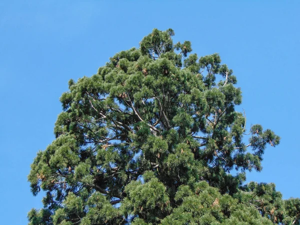 Sequoia Gigantea Tree Pueblo Ardusat Condado Maramures Rumania Árbol Tiene — Foto de Stock