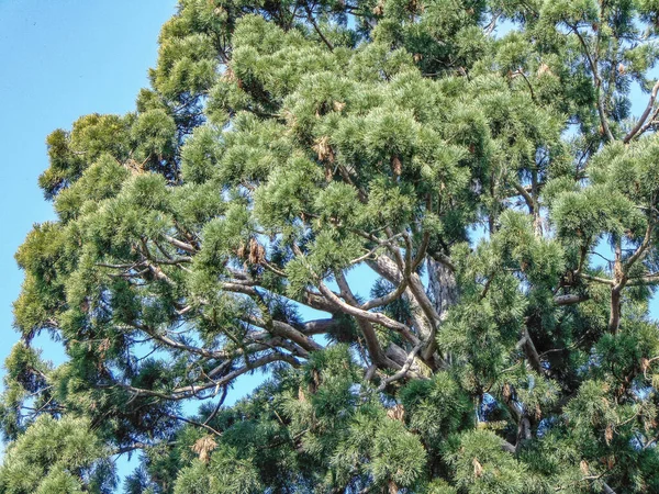 Sequoia Gigantea Árvore Aldeia Ardusat Condado Maramures Roménia Árvore Tem — Fotografia de Stock